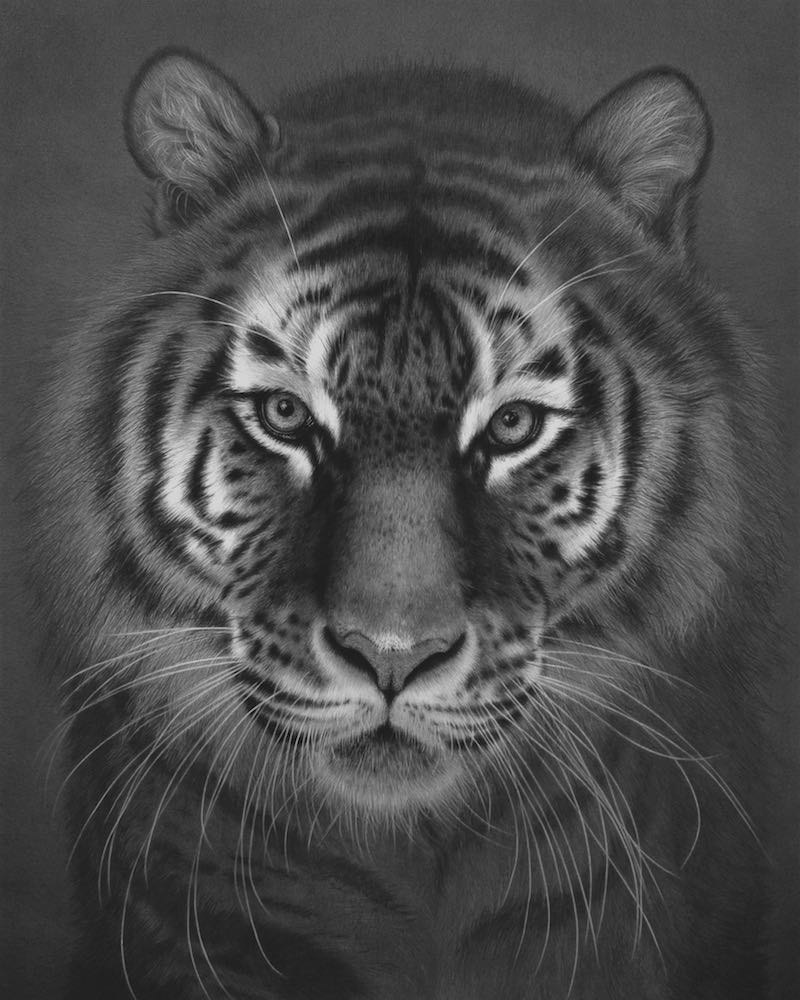 Hyperrealistic drawing of a tiger, Emma Towers-Evans, eteportraits