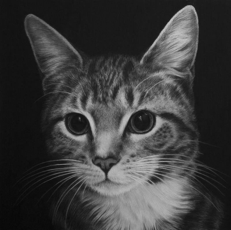 Hyperrealistic drawing of a cat, Emma Towers-Evans, eteportraits