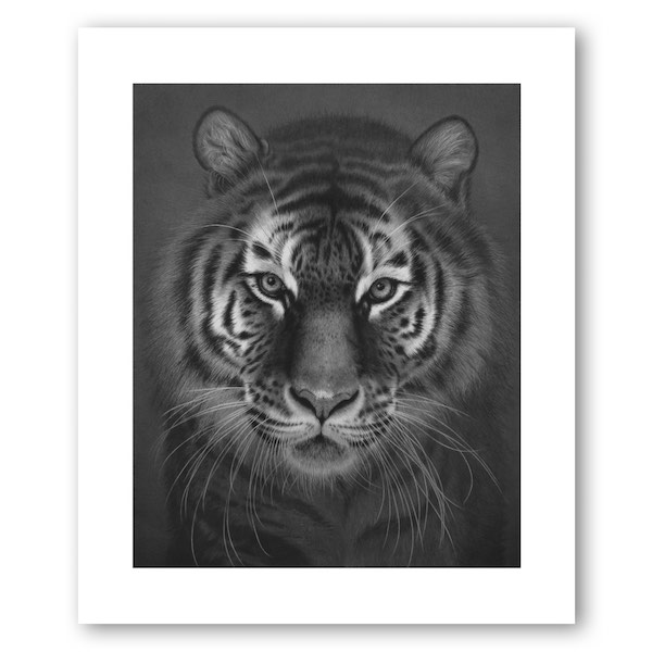Limited edition print of a tiger