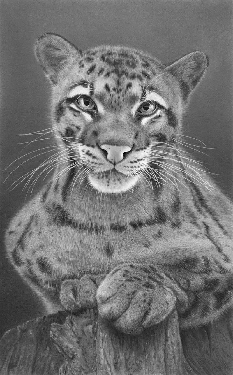 Hyperrealistic drawing of a clouded leopard, Emma Towers-Evans, eteportraits
