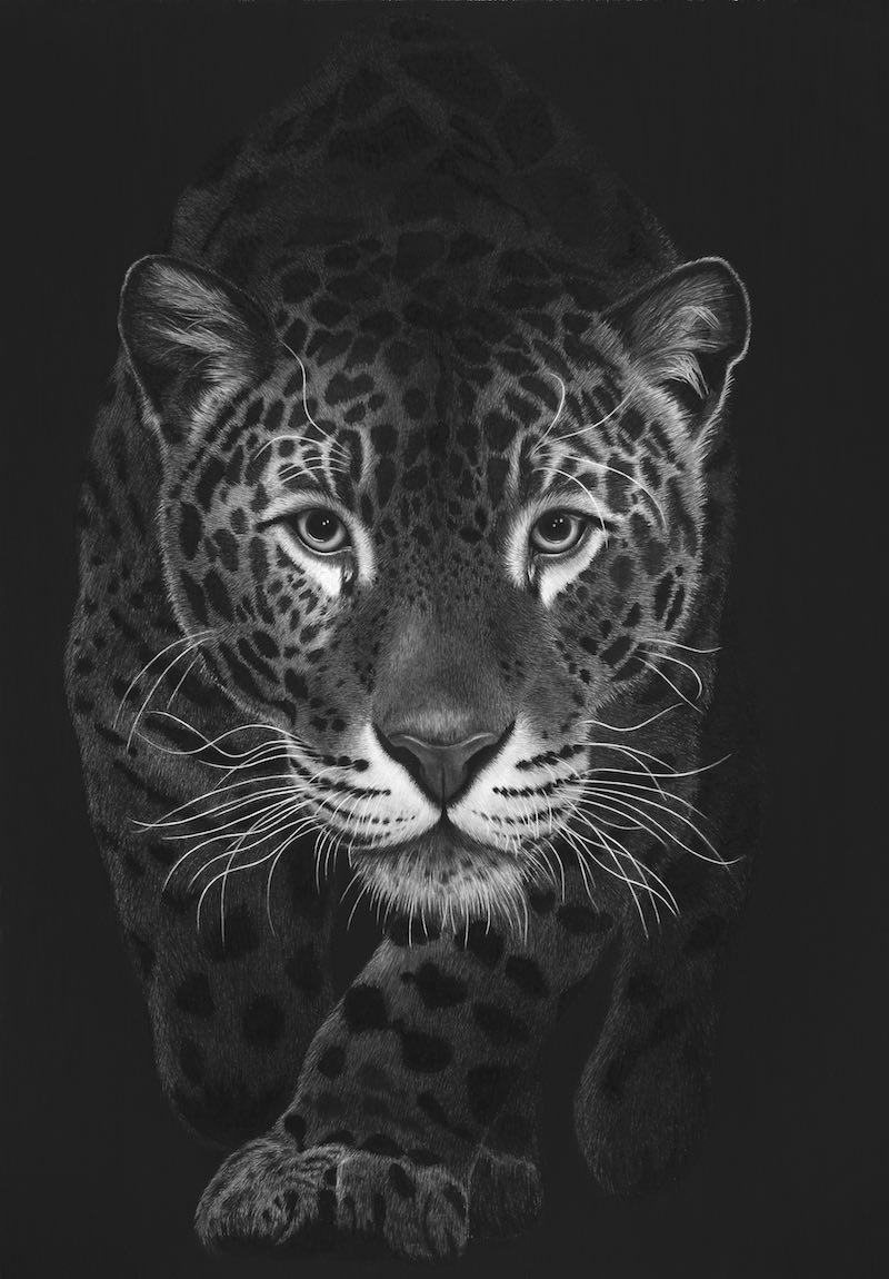 Hyperrealistic drawing of a jaguar, Emma Towers-Evans eteportraits