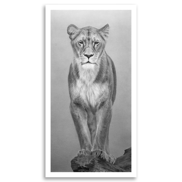 Hyperrealistic drawing of a lion, Emma Towers-Evans, eteportraits