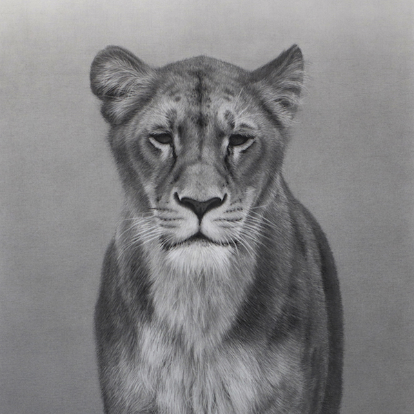 Hyperrealistic drawing of a lion, Emma Towers-Evans, eteportriats