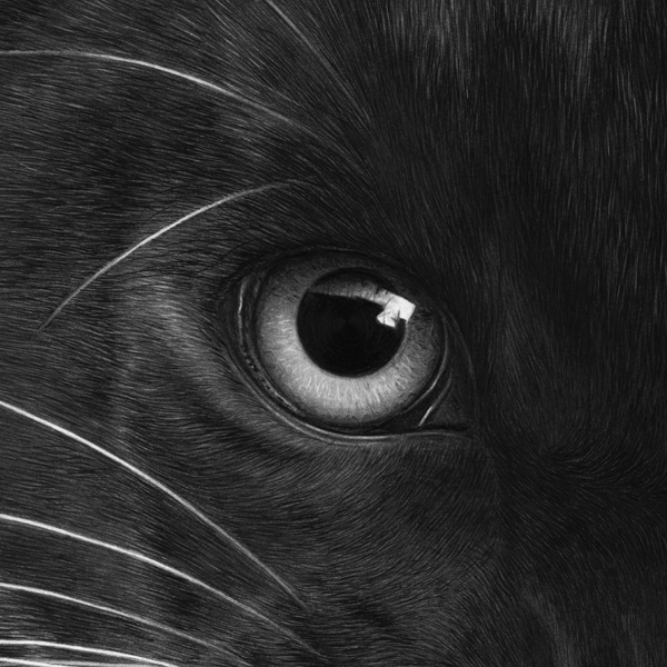Hyperrealism pencil drawing of a cat, Emma Towers-Evans, eteportraits