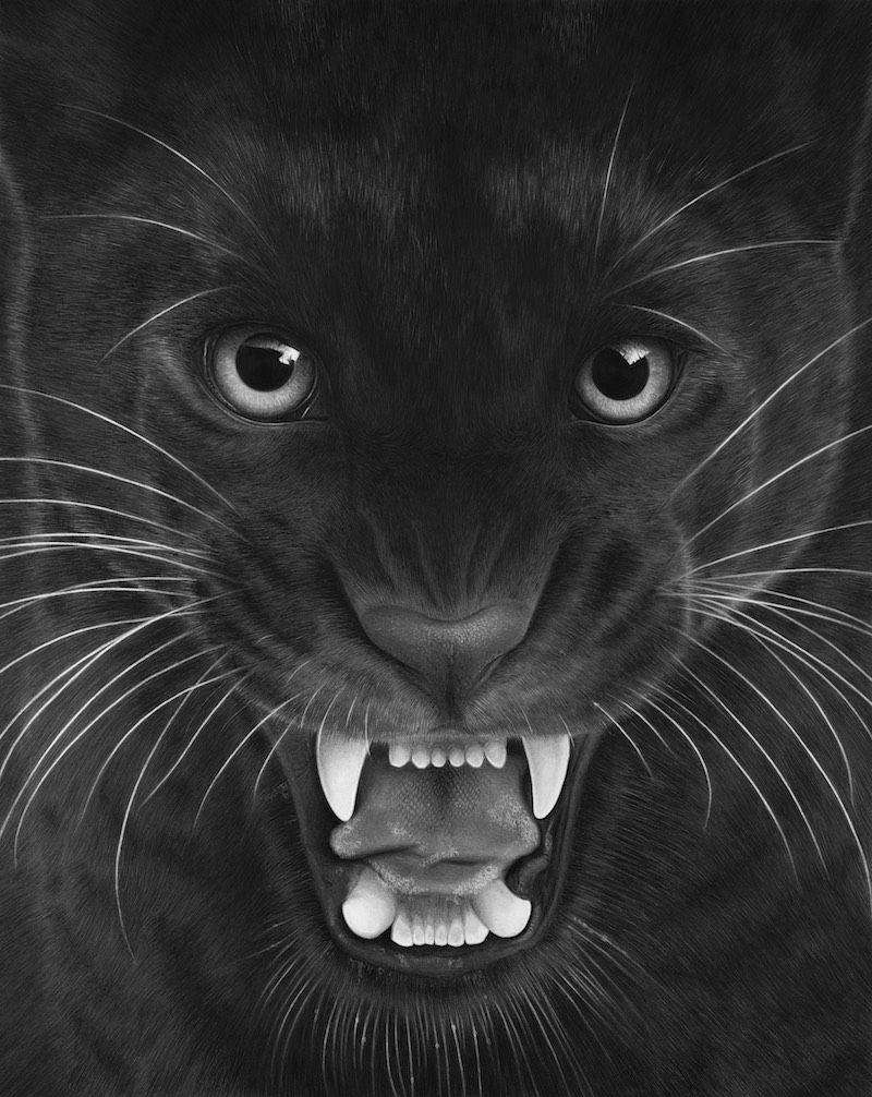 Hyperrealistic drawing of a jaguar, Emma Towers-Evans, eteportraits