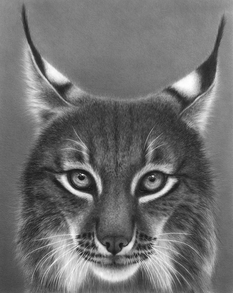 Hyperrealistic drawing of a lynx, Emma Towers-Evans, eteportraits