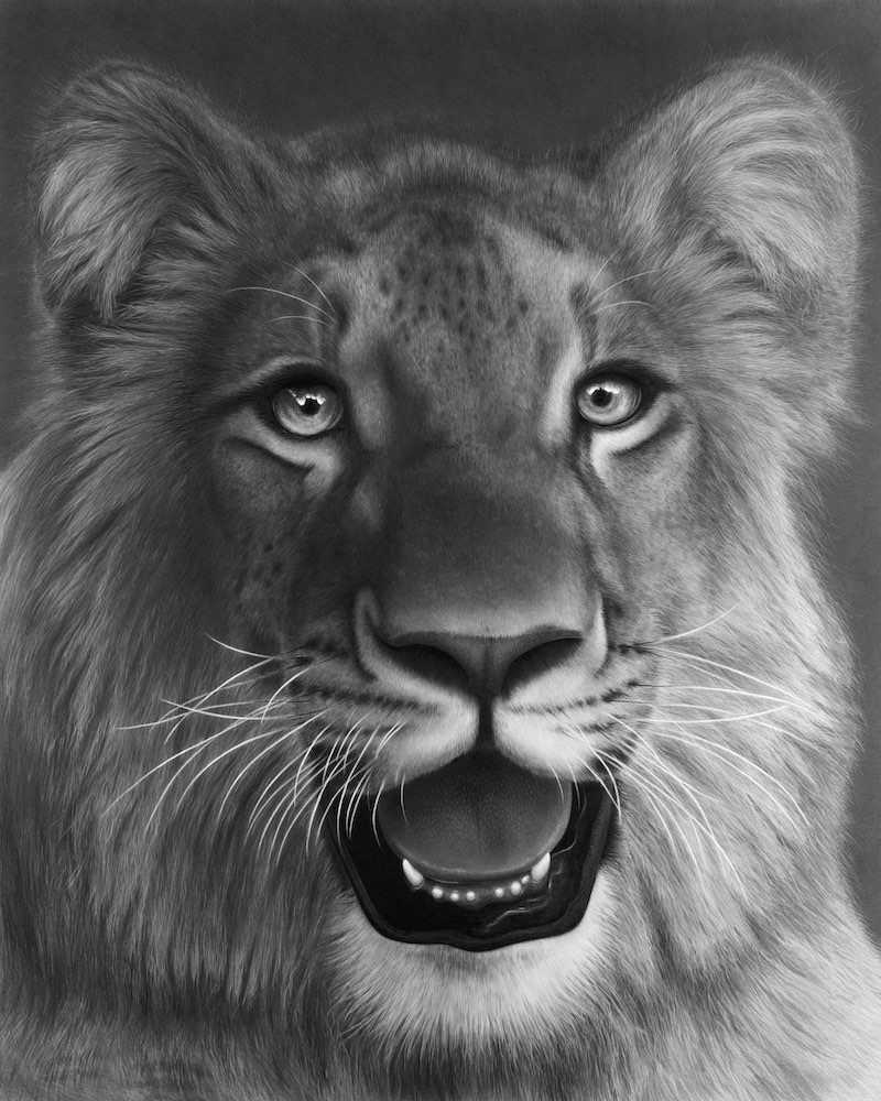 Hyperrealistic drawing of a lion, Emma Towers-Evans, eteportraits