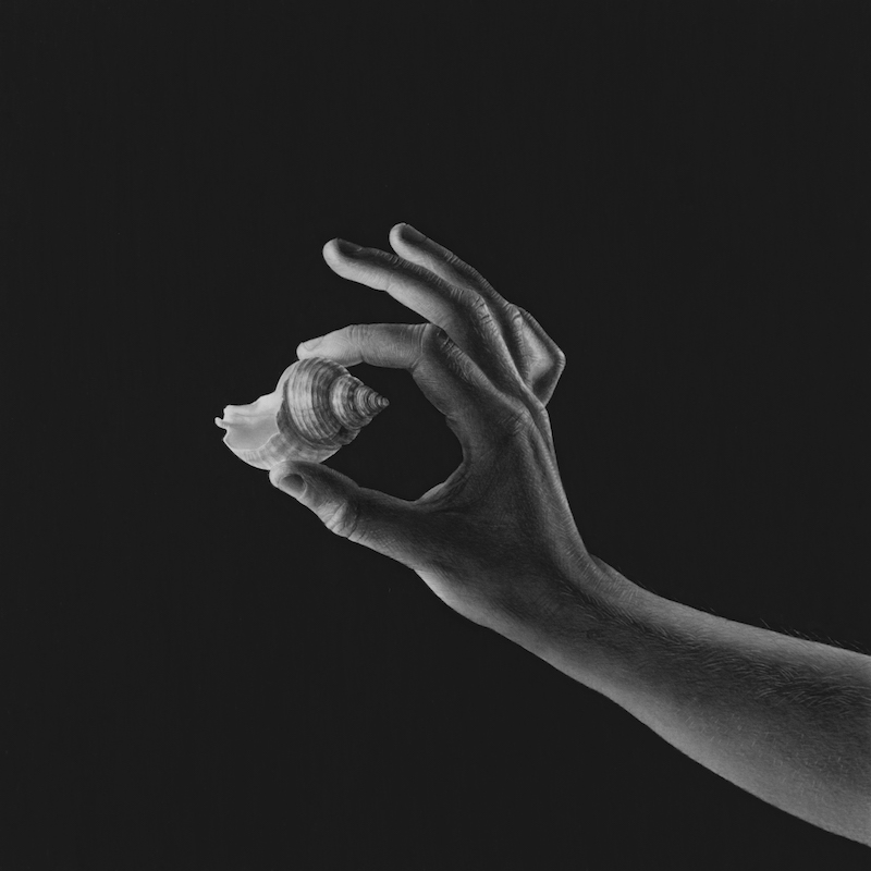 A drawing of a hand and shell by Emma Towers-Evans, from her 30 series - Curiosity
